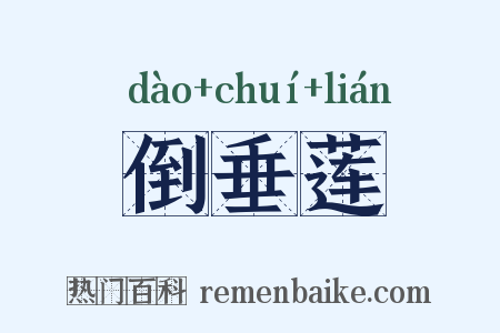 倒垂莲是什么意思的图片